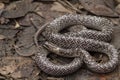 Oriental wolfsnake Lycodon capucinus found in tropical forest Though the wolf snake is non-venomous, Royalty Free Stock Photo