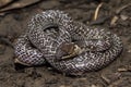 Oriental wolfsnake Lycodon capucinus found in tropical forest Though the wolf snake is non-venomous, Royalty Free Stock Photo