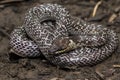 Oriental wolfsnake Lycodon capucinus found in tropical forest Though the wolf snake is non-venomous, Royalty Free Stock Photo