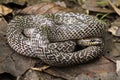 Oriental wolfsnake Lycodon capucinus found in tropical forest Though the wolf snake is non-venomous, Royalty Free Stock Photo