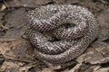 Oriental wolfsnake Lycodon capucinus found in tropical forest Though the wolf snake is non-venomous, Royalty Free Stock Photo