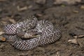 Oriental wolfsnake Lycodon capucinus found in tropical forest Though the wolf snake is non-venomous, Royalty Free Stock Photo
