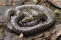 Oriental wolfsnake Lycodon capucinus found in tropical forest Though the wolf snake is non-venomous, Royalty Free Stock Photo