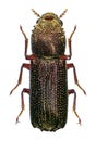 Oriental wood borer