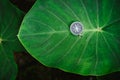 Orientation concept - Analogical Compass laying on the huge deep green colored lotus leaf