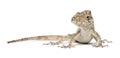 Oriente Bearded Anole or Anolis porcus Royalty Free Stock Photo