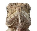 Oriente Bearded Anole or Anolis porcus, Chamaeleolis porcus, Polychrus is a genus of lizards, commonly called bush anoles Royalty Free Stock Photo