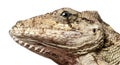 Oriente Bearded Anole or Anolis porcus, Close up Royalty Free Stock Photo