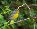 Oriente warbler