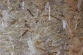Oriented Strand Board. Chipboard building material. panel made of pressed sandy brown wood shavings as background Royalty Free Stock Photo