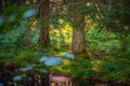 An orienteering control point hidden in the woods