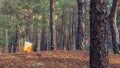 Orienteering. Control point Prism and composter for orienteering in the autumn forest