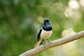 Orientel magpie robin Royalty Free Stock Photo