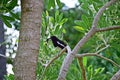 Orientel magpie-robin Royalty Free Stock Photo