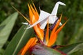 Origami crane in plant nature setting Royalty Free Stock Photo