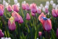 Origami cranes on nature background, pink and white tulips background