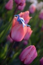 Origami cranes on nature background, pink and white tulips background