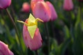 Origami cranes on nature background, pink and white tulips background