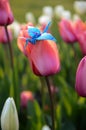 Origami cranes on nature background, pink and white tulips background