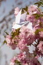 Origami dove on blooming japanese cherry tree