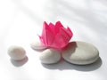 Origami lotus flower Royalty Free Stock Photo