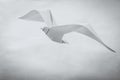 Origami paper seagull bird