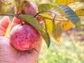 Origanic red guava skin. Royalty Free Stock Photo