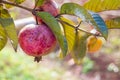 Origanic red guava skin. Royalty Free Stock Photo