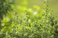 Origano in a garden Royalty Free Stock Photo
