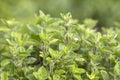 origano in a garden Royalty Free Stock Photo