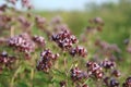 Origanum Royalty Free Stock Photo