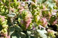 Origanum Dictamnus, Dittany of Crete Herb