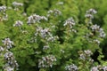 Origanum majorana with flowers in the garden.