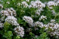 Origanum majorana with flowers in the garden Royalty Free Stock Photo