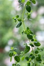 Origanum majorana, sweet marjoram fresh leaves on green background Royalty Free Stock Photo