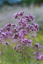 Origanum vulgare L., Oregano, wild marjoram, sweet marjoram purple flowers on a green background. Royalty Free Stock Photo