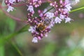 Origanum vulgare L., Oregano, wild marjoram, sweet marjoram purple flowers on a green background. Royalty Free Stock Photo