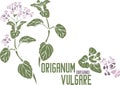 Origanum vulgare plant silhouette in color image vector illustration