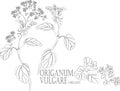 Origanum vulgare plant contour vector illustration