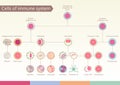 Origin of Cells of immune system.