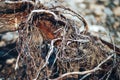 Origin of life. Buds on a dry tree base of tree sunny spring day Royalty Free Stock Photo