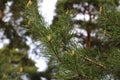 The origin of pine cones. Pine forest in spring