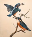 Illustration of common kingfisher Alcedo atthis