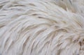 Original Background Of Abstract White Flamingo Feathers.