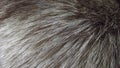 Beautiful fur background. Royalty Free Stock Photo
