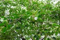 Original background from unripe fruits on persimmon tree Royalty Free Stock Photo