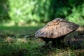 Original and beautiful close-up texture of wild forest mushroom cap on third day of life with green bokeh Royalty Free Stock Photo