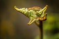 Original birth form of a fern leaf Royalty Free Stock Photo