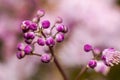Original blooming pink flower Thalictrum aquilegiifolium Royalty Free Stock Photo