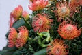 Original bouquet of flowers Leucospermum cordifolium